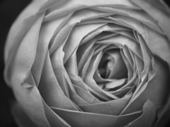 薔薇の造形01