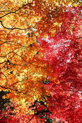 中野邸美術館の紅葉12