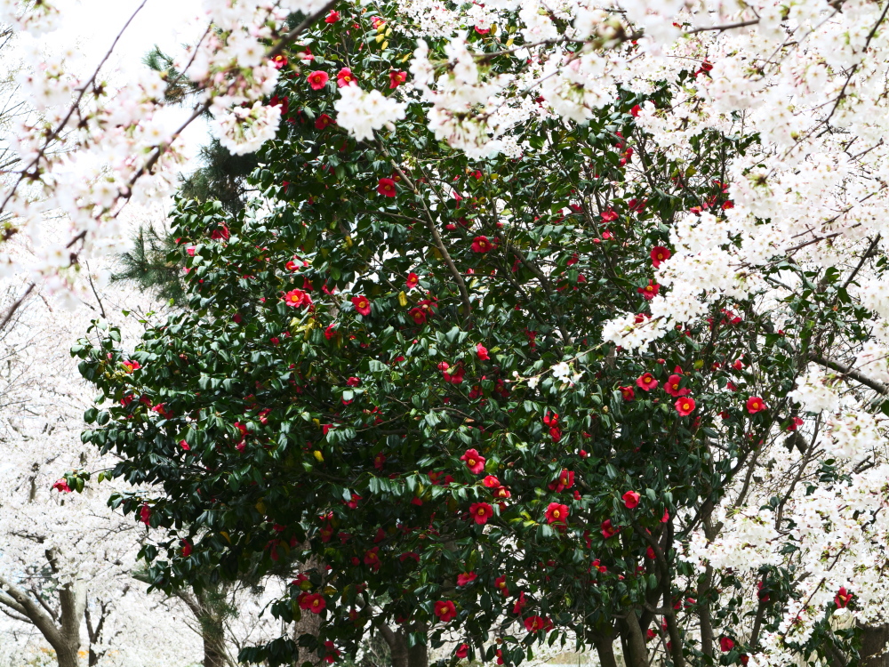 桜に椿