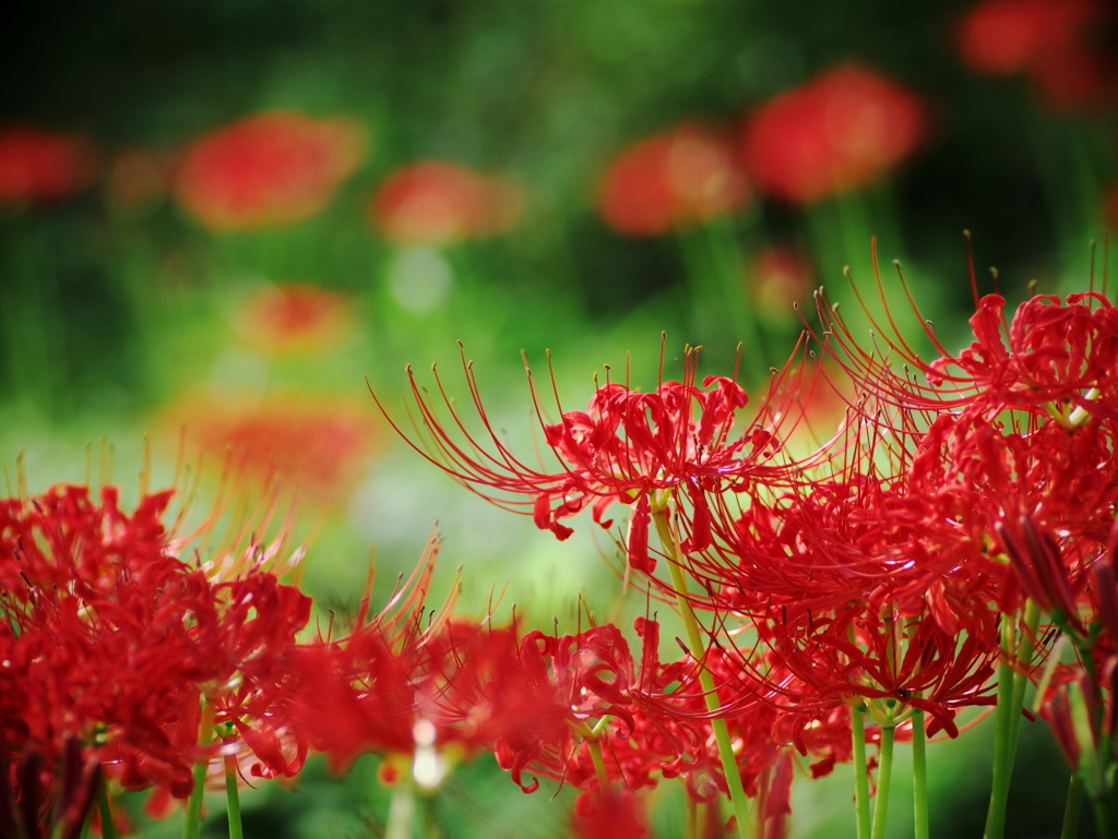 Red spider lily 1