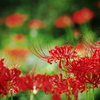 Red spider lily 1