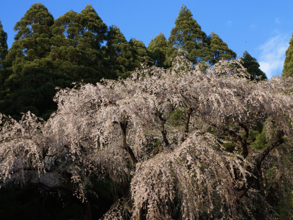 大日向観音堂のしだれ桜01