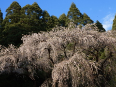 大日向観音堂のしだれ桜01