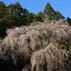 大日向観音堂のしだれ桜01