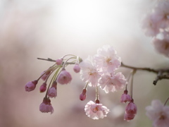 悠久山のしだれ桜1