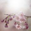 悠久山のしだれ桜1