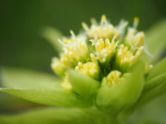 蕗の花