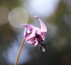 光を浴びて・・・