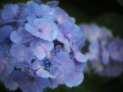 あじさい13