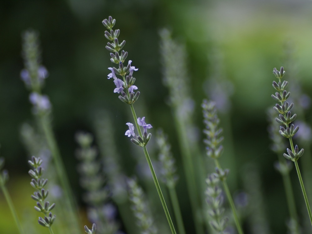 ラベンダー咲きました01