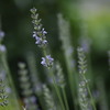 ラベンダー咲きました01