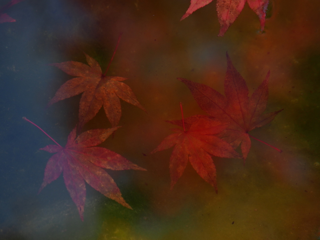 中野邸美術館の紅葉6