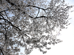 遅咲きの桜３