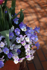 花迎1