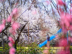 梅林公園01