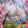 梅林公園01