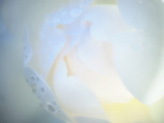 ひかりがうまれる