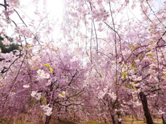 悠久山のしだれ桜４