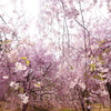 悠久山のしだれ桜４