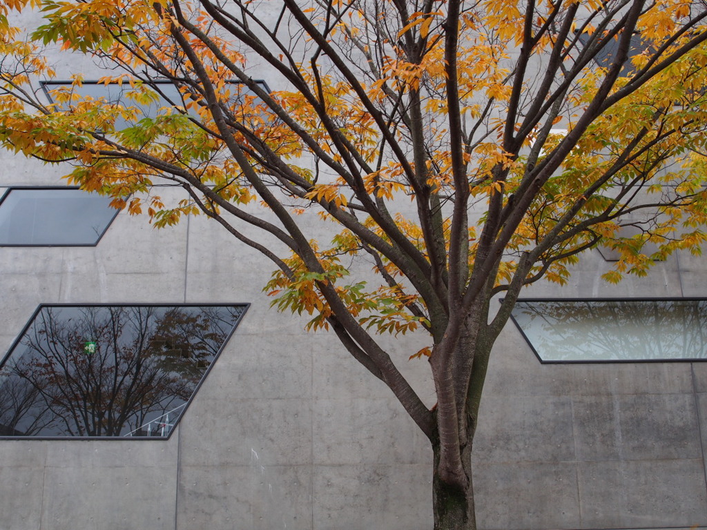 長岡造形大学の紅葉 06