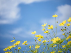 秋空に