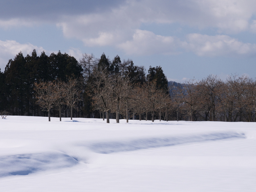 雪原　桐の木