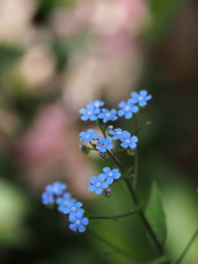 忘れな草8