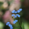 忘れな草8