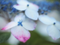 あじさい07