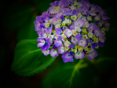 紫陽花語り１