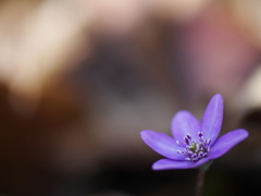 雪割草の目覚め3