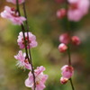 梅林公園02