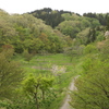 里山の新緑6