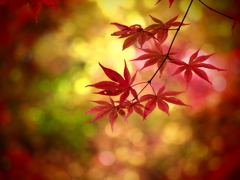中野邸美術館の紅葉7