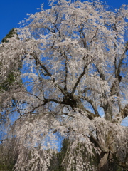 高山五大桜⑤「水中のしだれ桜」02