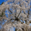 高山五大桜⑤「水中のしだれ桜」02