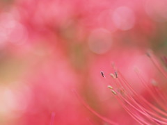 触角