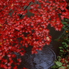 清水園の秋10