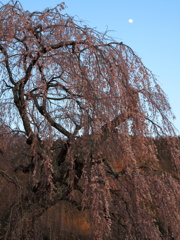 弁天さんのしだれ桜03