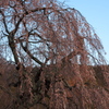 弁天さんのしだれ桜03