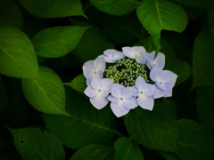 紫陽花語り６