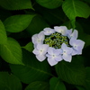 紫陽花語り６
