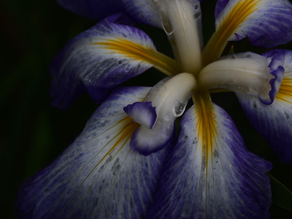 花菖蒲05