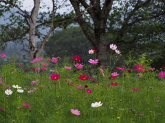 高原のコスモス3