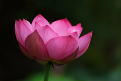 蓮の花1