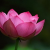 蓮の花1