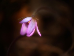 午後の林で
