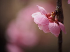 梅林公園03