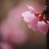 梅林公園03