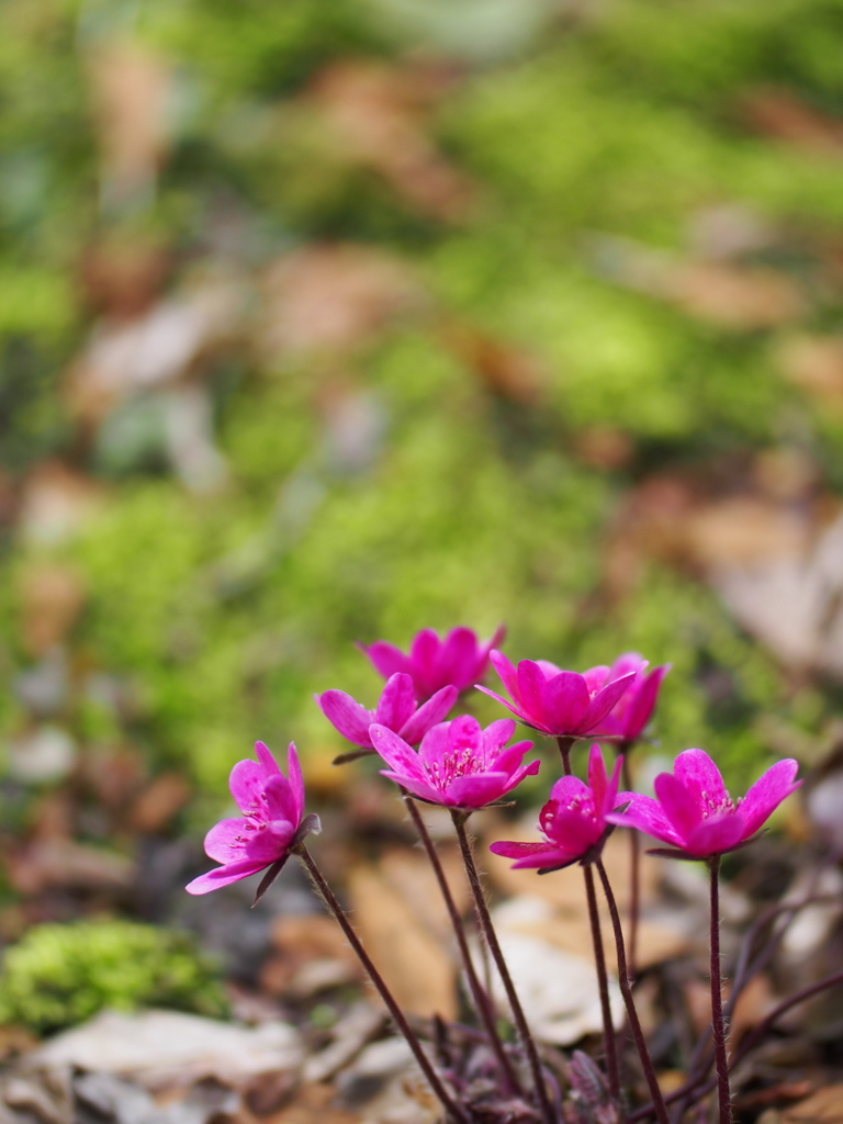 苔の庭にて